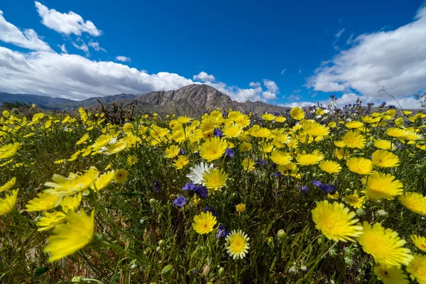 Campo de flores silvestres en el Parque Estatal Anza Borrego en California du — Foto de Stock