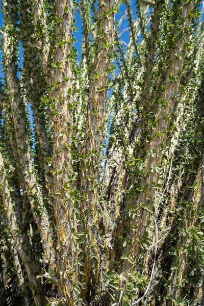 Zblízka ostnatý, listování Ocotillo rostlin během jara Cal — Stock fotografie