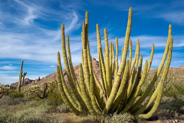 Grote Organ Pipe Cactus groeit in het Nationaal Monument Organ Pipe — Stockfoto