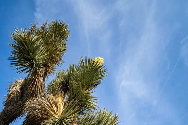 Un floreciente y floreciente Joshua Tree contra un cielo azul brillante en C — Foto de Stock