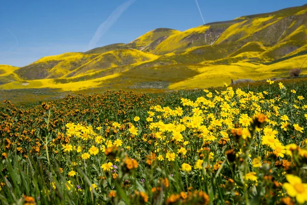 Super bloei op Carrizo Plain National Monument in Californië. Hallo — Stockfoto
