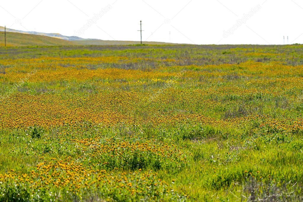 Field of fiddleheads wildflowers during the California superbloom