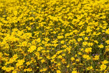 Large field of goldfield hillside daisies during California supe clipart
