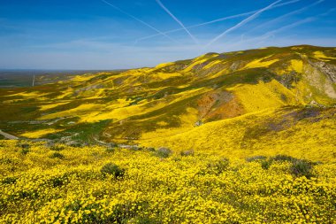 Carrizo Plain NAT 'de parlak sarı yaban çiçekleri ve tepeler