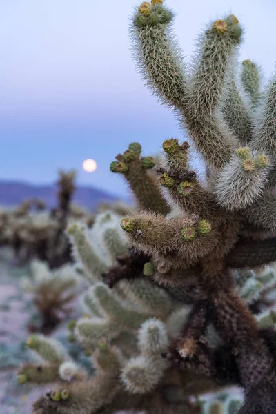 Pohled na Chollu kaktusy v národním parku Joshua Tree na s — Stock fotografie