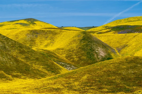 Belle colline gialle ricoperte di margherite di collina e campo d'oro — Foto Stock