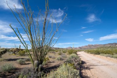 Ocotillo bitkiler ve Sagauro kaktüs güzel bahar çöl sahne, AJO dağ sürücü boyunca Diablo Dağları bakıyor