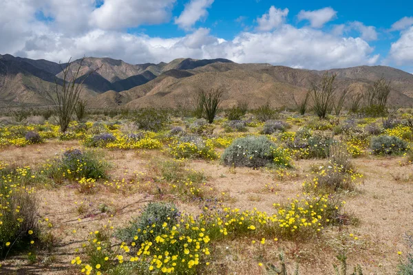 Kır çiçekleri, karahindiba, çöl zambakları ve Oc.