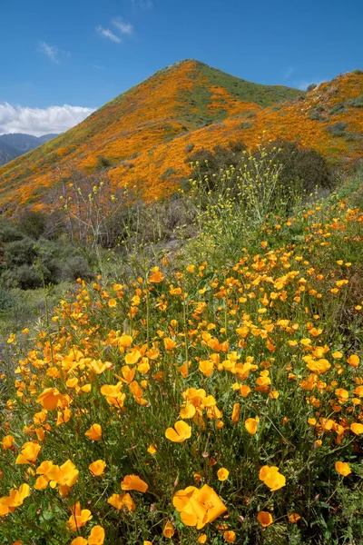 Sup sırasında Walker Kanyon'da güzel haşhaş kaplı dağ