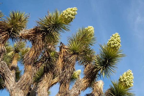 Цветущие, цветущие Джошуа Дерево в Калифорнии, против яркого — стоковое фото