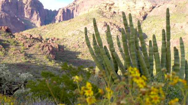 Organ Boru Kaktüs Planda Odaklı Sarı Kır Çiçekleri Ile Arizona — Stok video