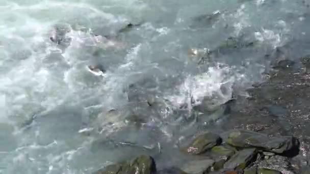 在阿拉斯加的8月鲑鱼运行期间 产卵鲑鱼游上游 — 图库视频影像