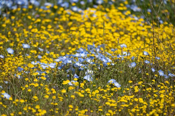 Bébé yeux bleus fleurs sauvages au milieu d'un champ de salut jaune — Photo
