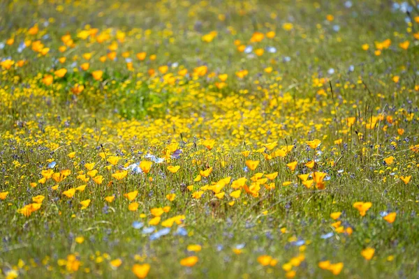 Champ de fleurs sauvages indigènes de Californie mélangées dans un champ. Sélectionner — Photo