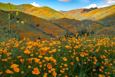 Elsinore California Gölü'ndeki Walker Kanyonu, altın popla kaplı