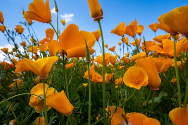 Göz Walker Canyon Califo görebilirsiniz gibi fas gibi Altın Poppies