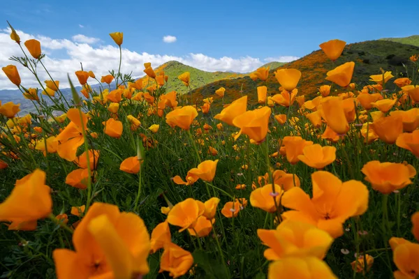 Göz Walker Canyon Califo görebilirsiniz gibi fas gibi Altın Poppies