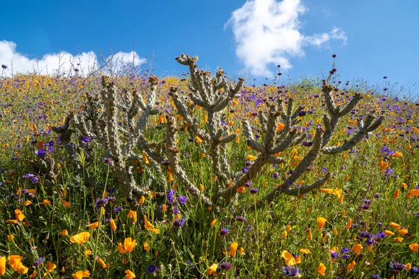 Кактус в поле пионов и фиолетовых полевых цветов — стоковое фото