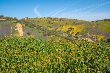 carrizo Ovası Ulusal Mo'da fiddlenecks kır çiçekleri (Amsinckia)