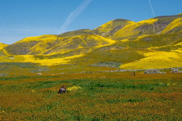 Woman photographer takes photos of wildflowers at Carrizo Plain — Stock Photo, Image