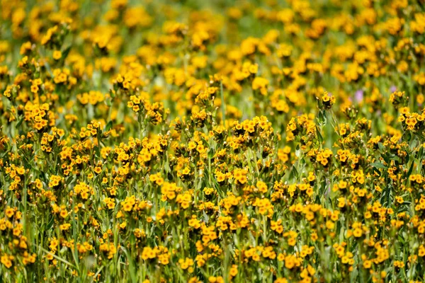 Fiddlenecks fieldflowers (Amsinckia) at Carrizo Plain National Mo — стоковое фото