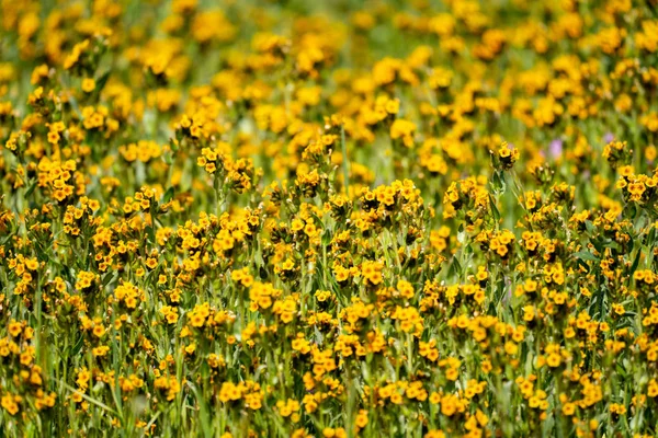 Violons fleurs sauvages (Amsinckia) à Carrizo Plain National Mo — Photo