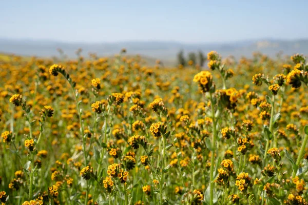 Fiddlenecks fieldflowers (Amsinckia) at Carrizo Plain National Mo — стоковое фото