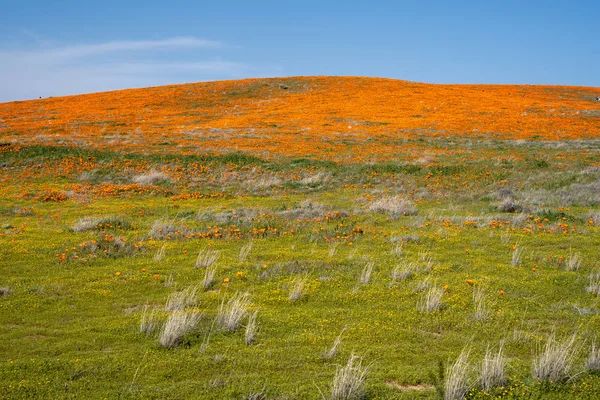 Poppy covered hills of Antelope Valley Poppy reserve during a sp — Stock Photo, Image