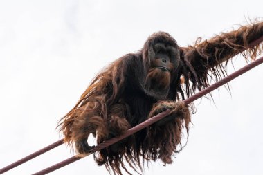 Orangutan Smithsonian Nation'daki O-line halat pistine tırmanıyor
