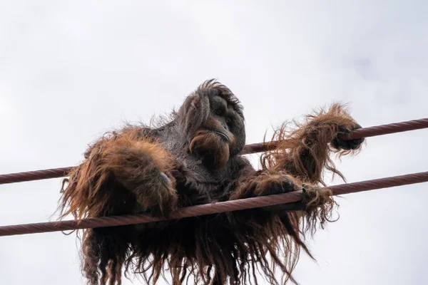 Orang-outan monte sur le parcours de corde O-line à Smithsonian Nation — Photo