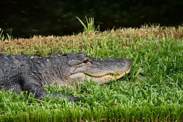 Coccodrillo riposa nell'erba allo Smithsonian National Zoo in — Foto Stock