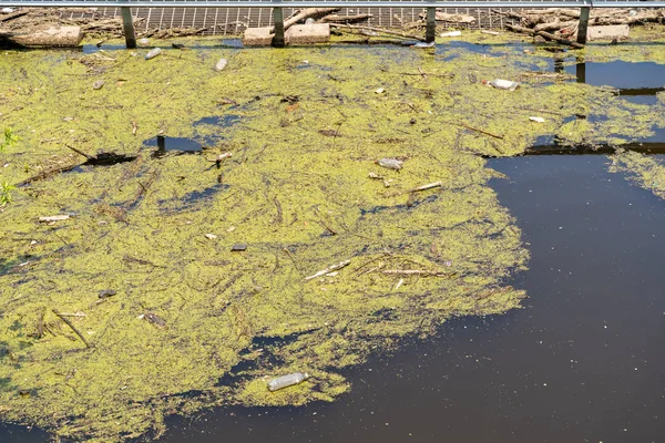Algen und Müll treiben am Ufer des mississippi-Flusses — Stockfoto