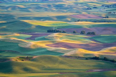 Doğu 'nun Palouse bölgesinin altın saat günbatımı havadan görünümü 