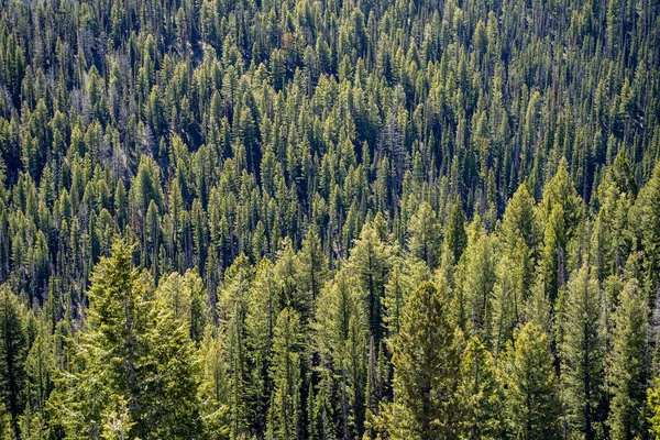 Щільний, міцний ліс з жовтої сосни в Саверному лісі — стокове фото