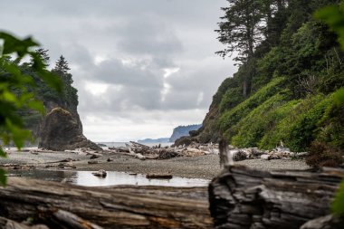 Low angle view of the sea stacks and driftwood of Ruby Beach in  clipart