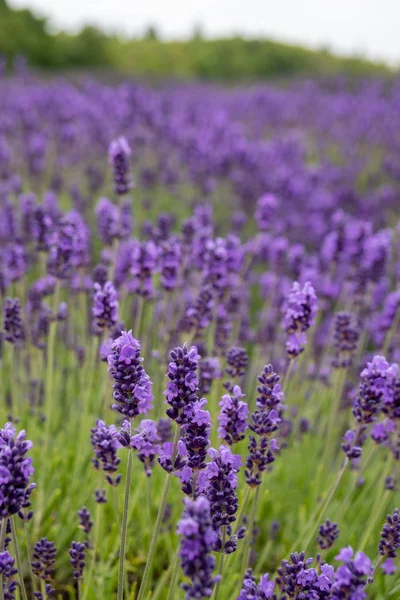 Orientace na výšku levandulových květů na farmě v Seki — Stock fotografie