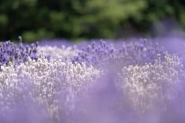 Abstrakcyjny, celowo rozmyty obraz purpurowych kwiatów lawendy — Zdjęcie stockowe