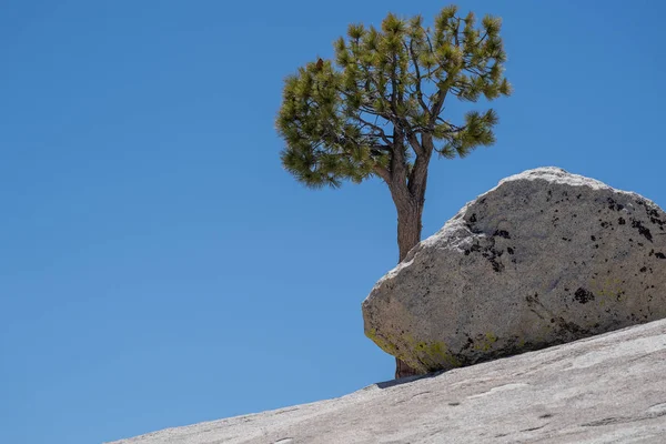 Знаменитий сингл, самотній деревом на місці Олмстед в Yosemite National — стокове фото