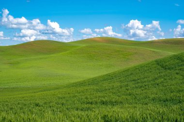 Sunny summer day in the rolling green grass hills of the Palouse clipart