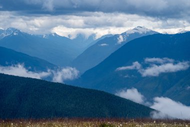 Olimpiyat Na Hurricane Ridge görüldüğü gibi Olimpiyat Dağları