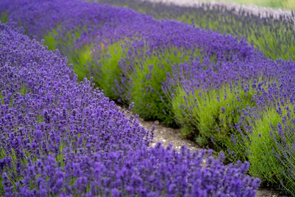 Linhas de plantas de flor de lavanda em flor em um campo de lavanda — Fotografia de Stock