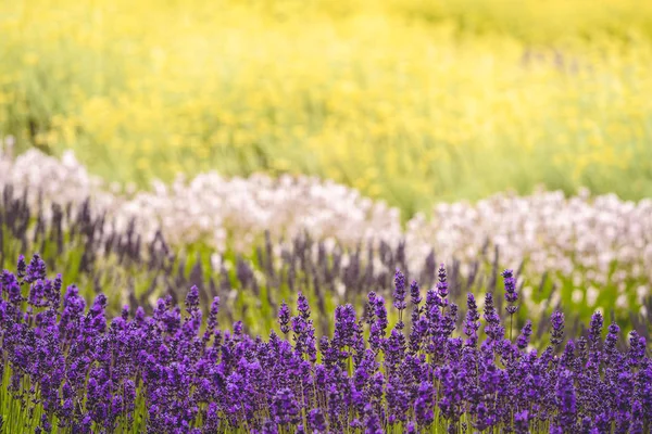 Schöne Schichten in verschiedenen Farben der Lavendelblüte blüht in — Stockfoto