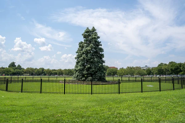 L'arbre de Noël national dans le parc des présidents dans l'Ellipse ar — Photo