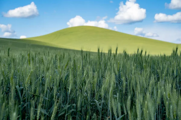 Cereali di grano verde con rotolamento colline Palouse intenzionalmente b — Foto Stock