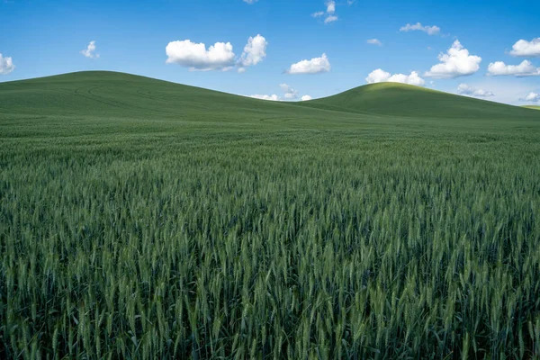 Cereali di frumento verde a perdita d'occhio nella laminazione P — Foto Stock