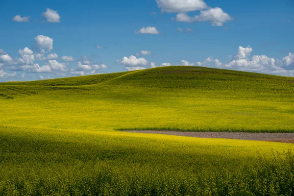 Colline con piante di senape nella Palude di Washington orientale . — Foto Stock