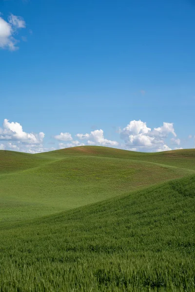 The rolling green hills of the Palouse farmland region of Easter