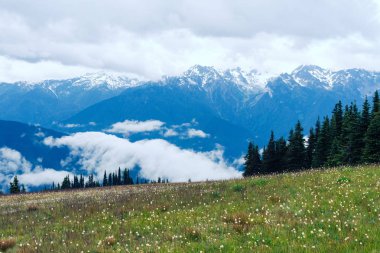 Olimpik Ulusal P Hurricane Ridge de Kır çiçekleri ve otlar