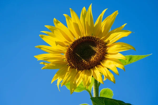 Bright, happy yellow sunflower against a beautiful clear blue su