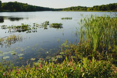 Uzun otlar, ağaçlar ve cattails ile Bog geç bir öğleden sonra i